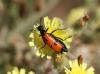 Mylabris quadripunctata